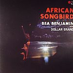 African Songbird