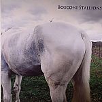 Bosconi Stallions