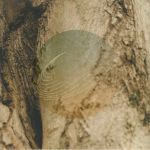 Maples Ash & Oaks: Cedars Instrumentals