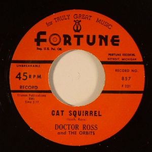 Cat Squirrel