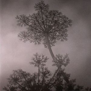 Black Swallow & Other Songs