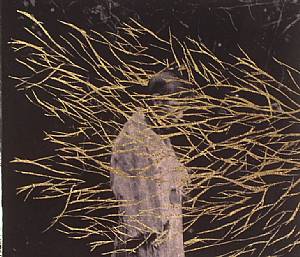 Engravings