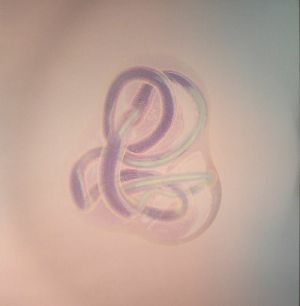 Notget (Lotic Keptsafe version)