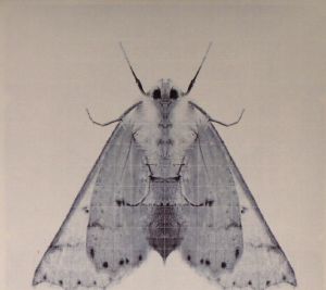 Perfect Symmetry