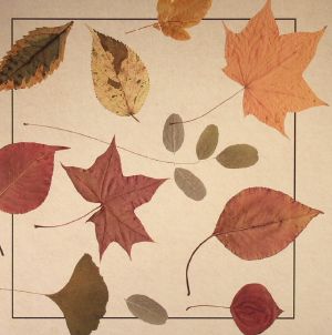 California Dreaming/The Weatherman