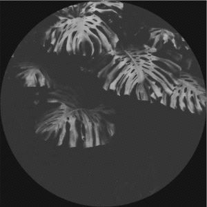Casia EP