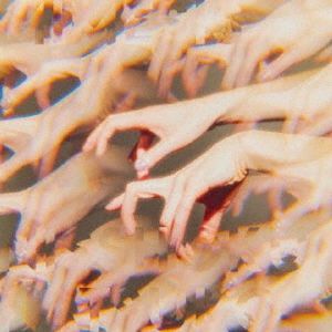 Mimesis