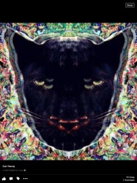 Carl H (ANIMALS ON PSYCHEDELICS )