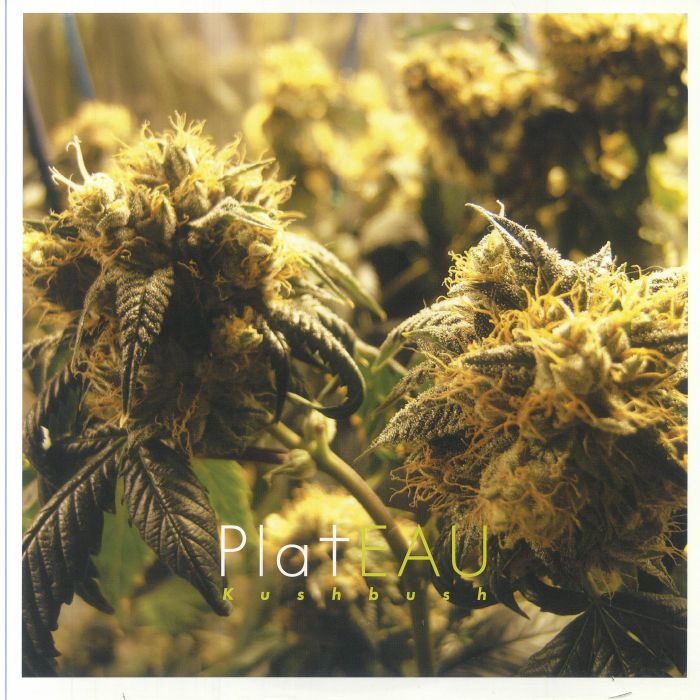 PLATEAU - Kushbush