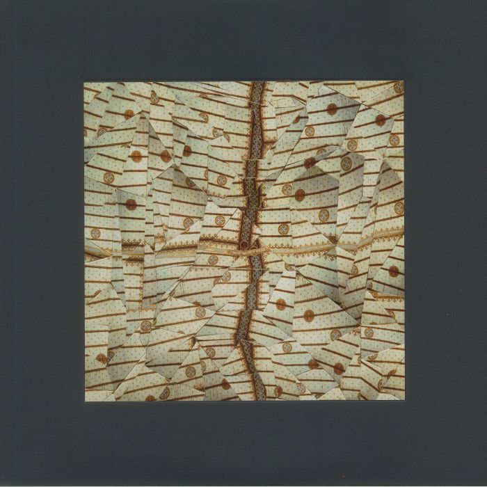 SAGE ALYTE - Paume De Pierre