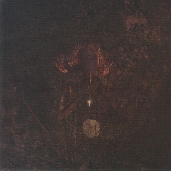 BONGBONGBEERWIZARDS - Ampire